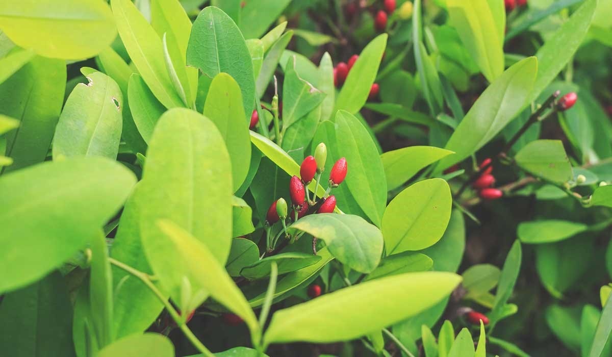 یک عدد بذر کمیاب اریتروکسیلاسه - Erythroxylaceae