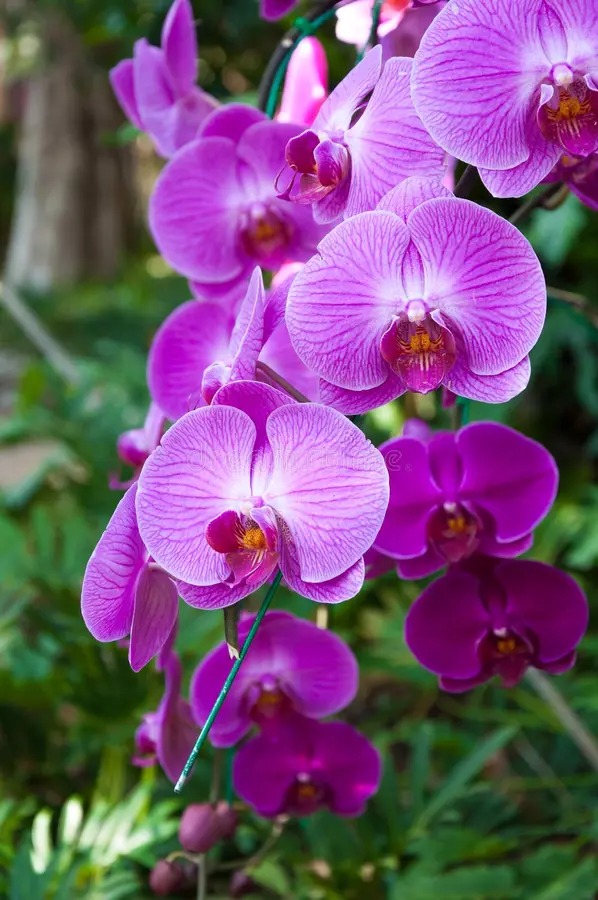 100 عدد بذر کمیاب ارکیده صورتی - orchid seed