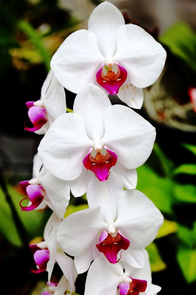100 عدد بذر کمیاب ارکیده سفید- orchid seed