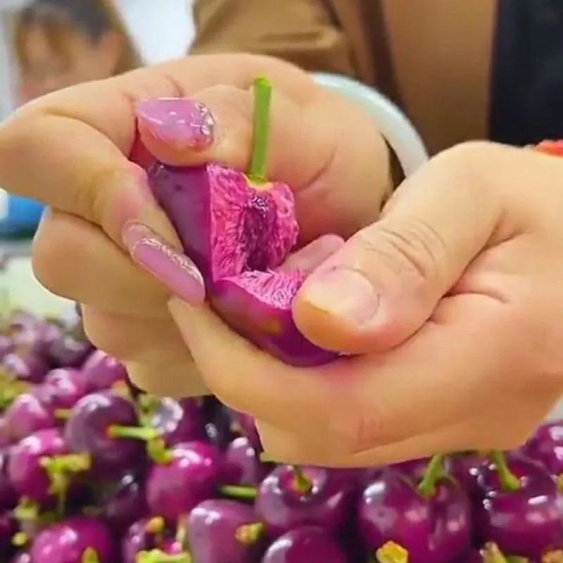 2 عدد بذر کمیاب گیلاس صورتی - Cherry