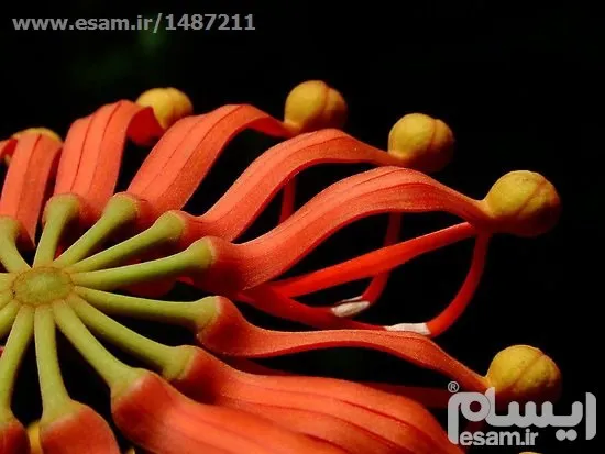 2 عدد بذر درخت چرخ آتشین - Firewheel Tree