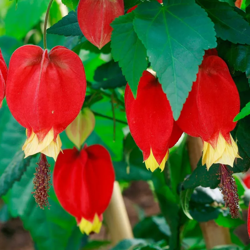 بسته 5 عددی بذر گل لامپ چینی