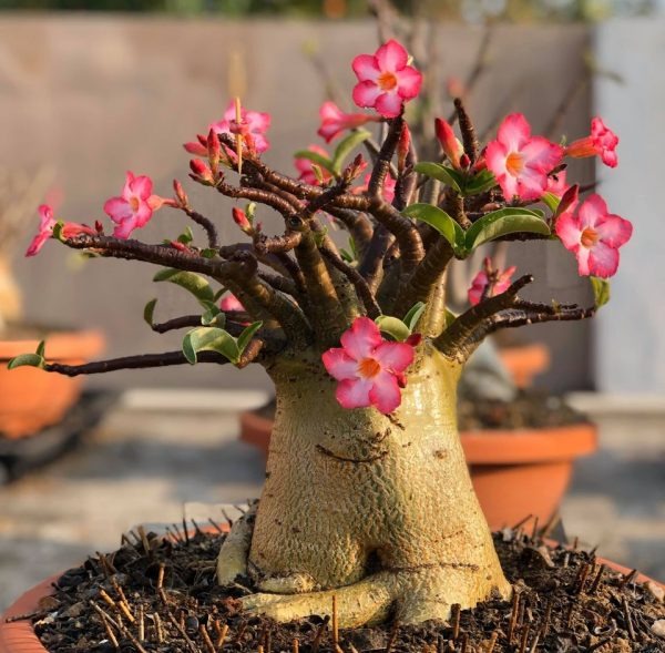 5 عدد بذر آدنیوم سوکاترانوم - Adenium Socotranum
