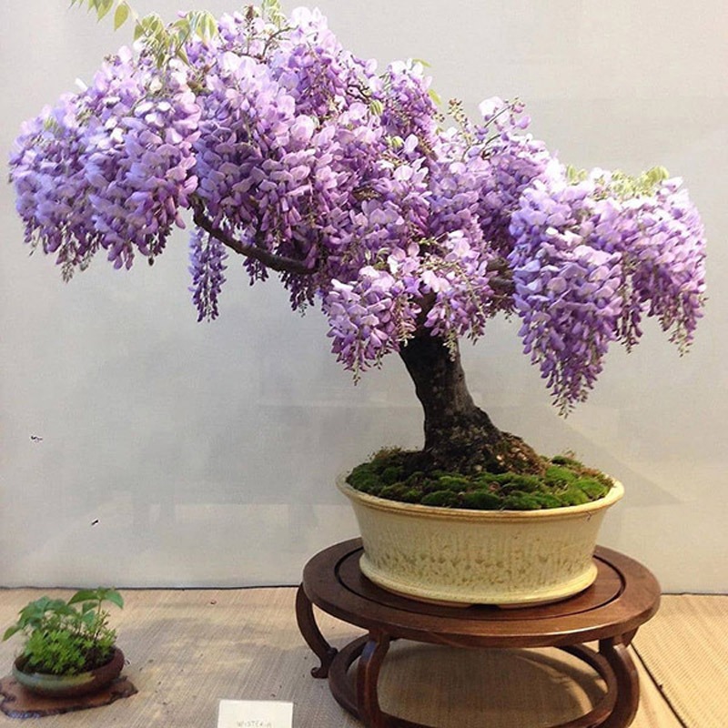 2 عدد بذر واقعی بونسای ویستریا - Wisteria