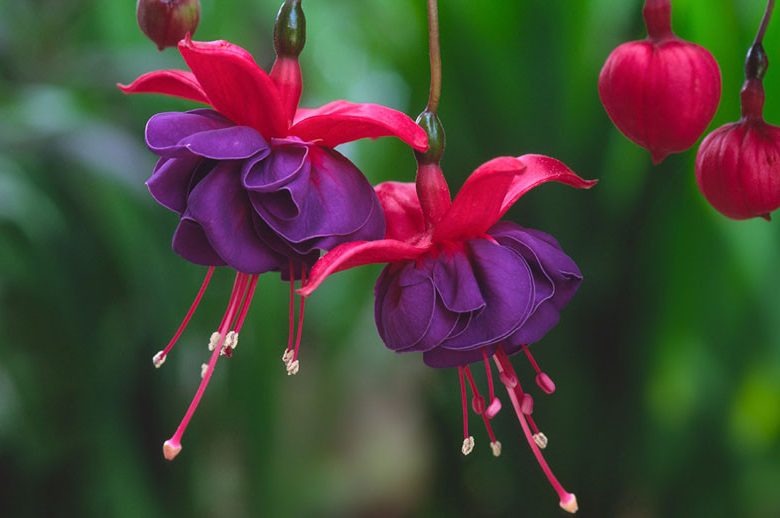 5 عدد بذر حقیقی گل فوشیا - Fuchsia Seed