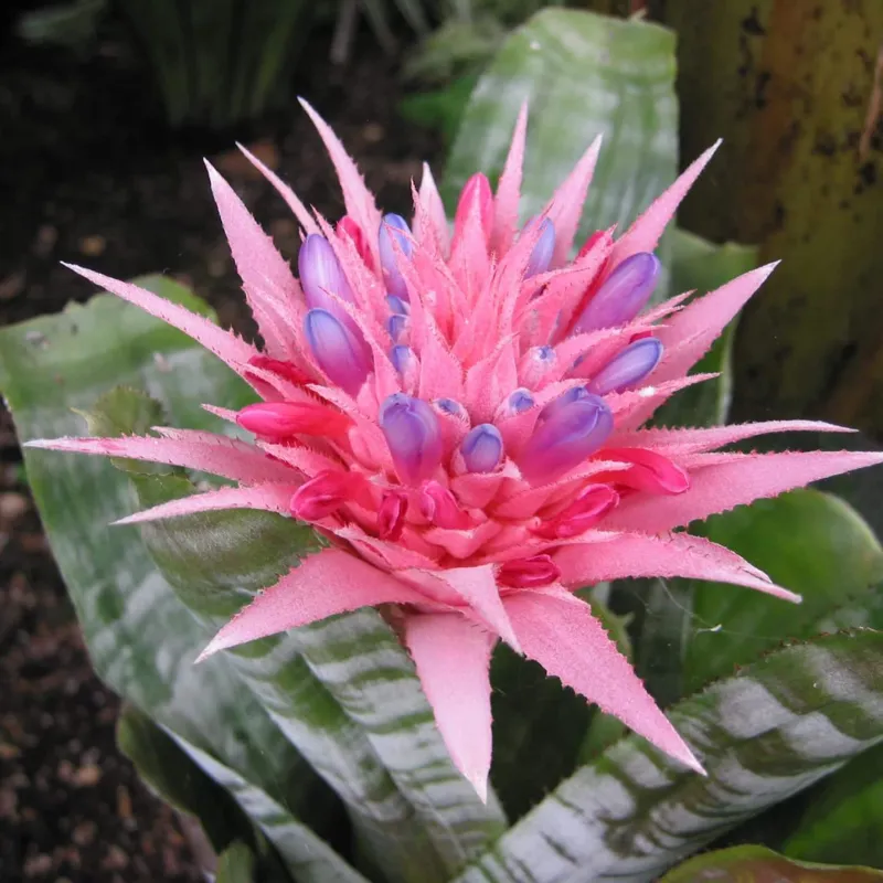 بسته 5 عددی بذر گل زیبای آکمیا Aechmea Fasciata