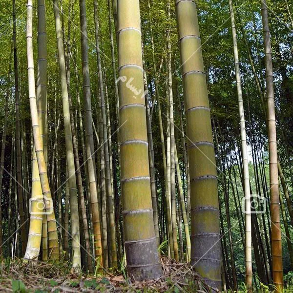 2 عدد بذر بامبو غول پیکر Giant Bamboo
