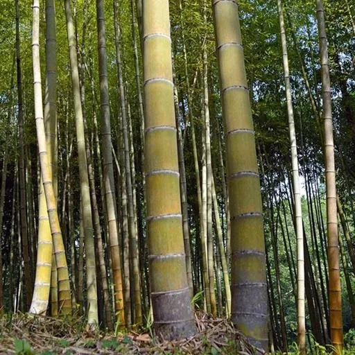 2 عدد بذر وارداتی بامبو غول پیکر Giant Bamboo