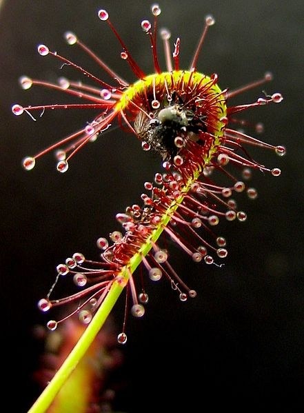 3 عدد بذر گیاه گوشتخوار دروزرا drosera seed