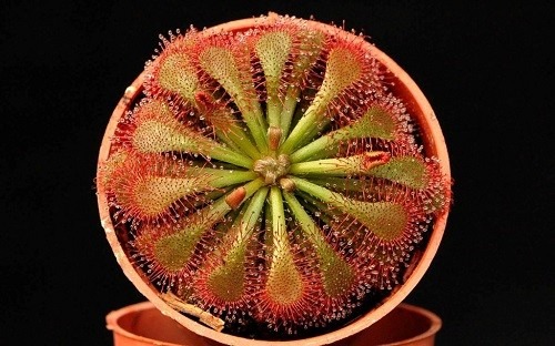 3 عدد بذر گوشتخوار دروزرا کاسه ای drosera seed