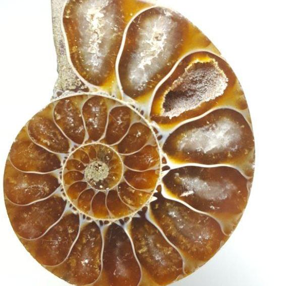 آمونیت طبیعی (Ammonite)