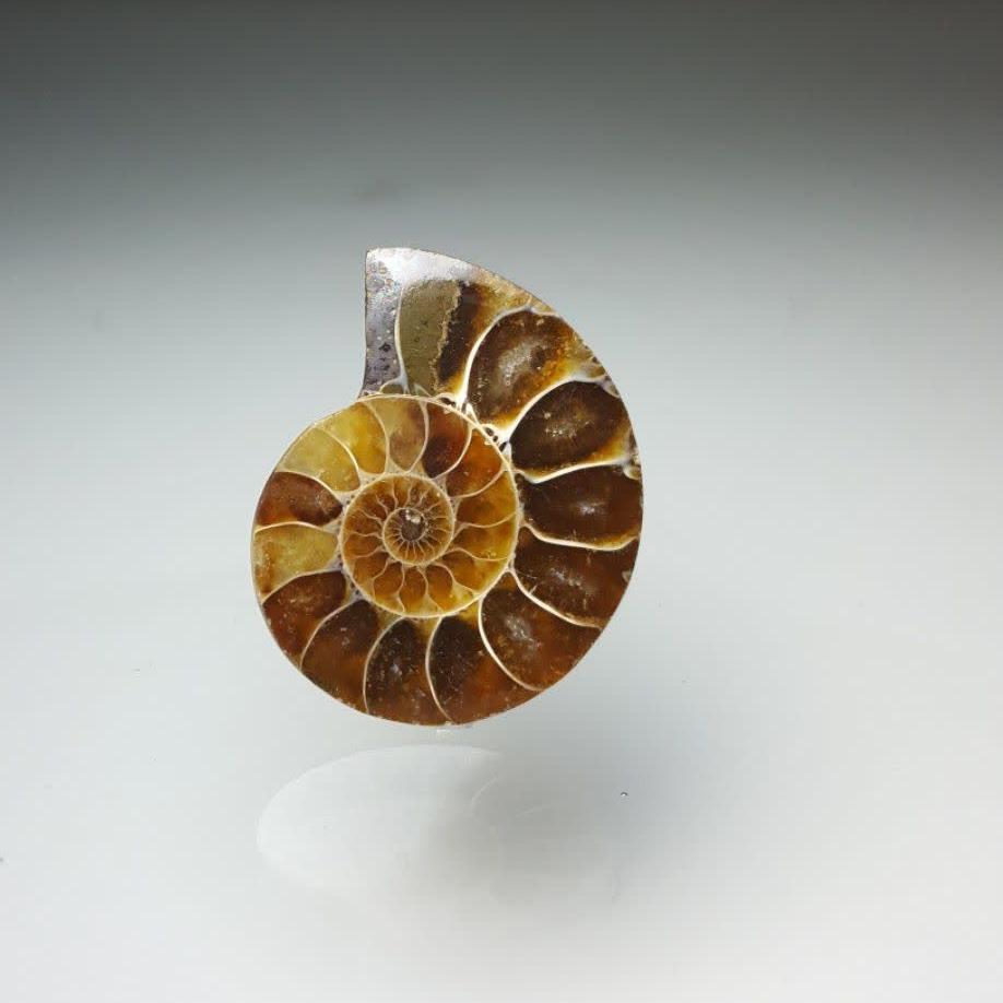 آمونیت طبیعی (Ammonite)