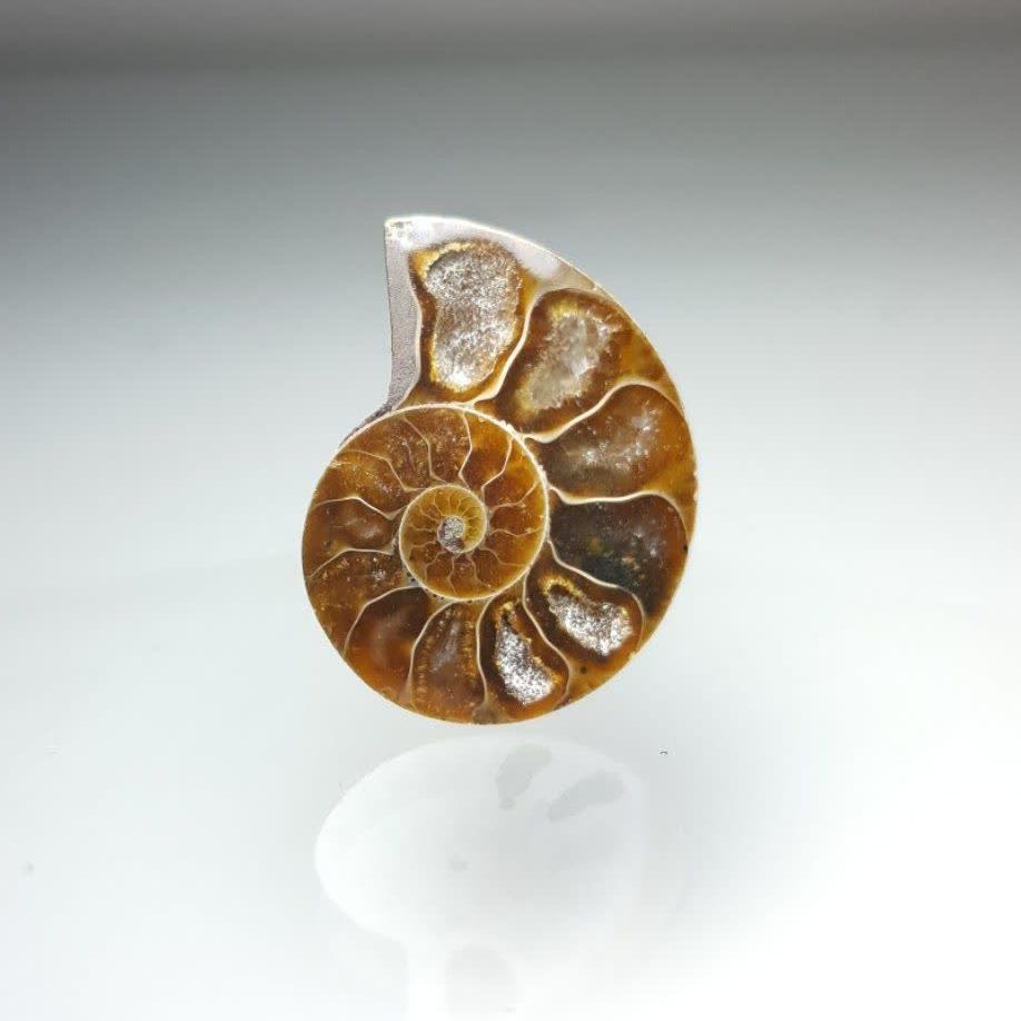 آمونیت طبیعی (Ammonite)