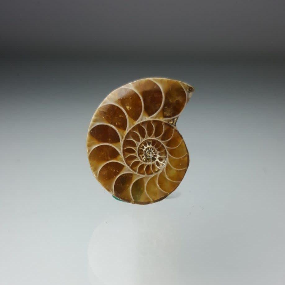 آمونیت طبیعی (Ammonite x.7)