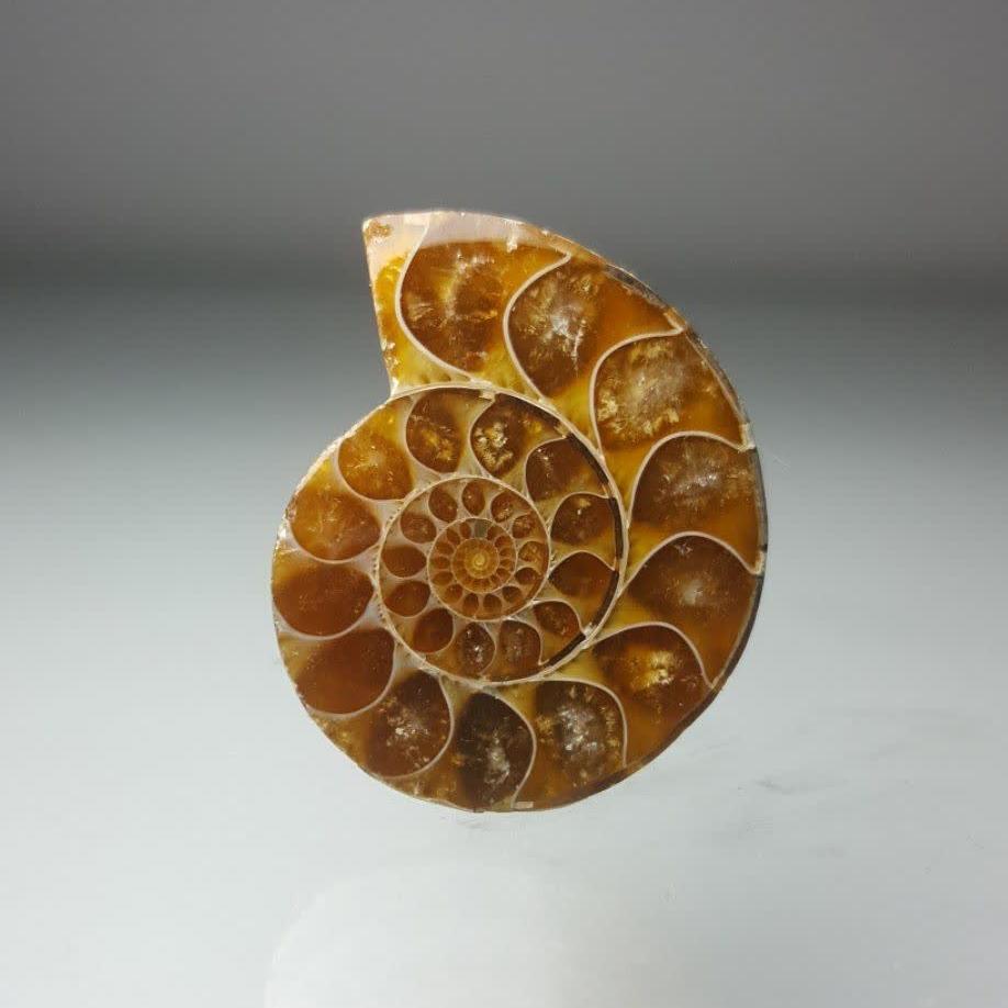 آمونیت طبیعی (Ammonite x.4)
