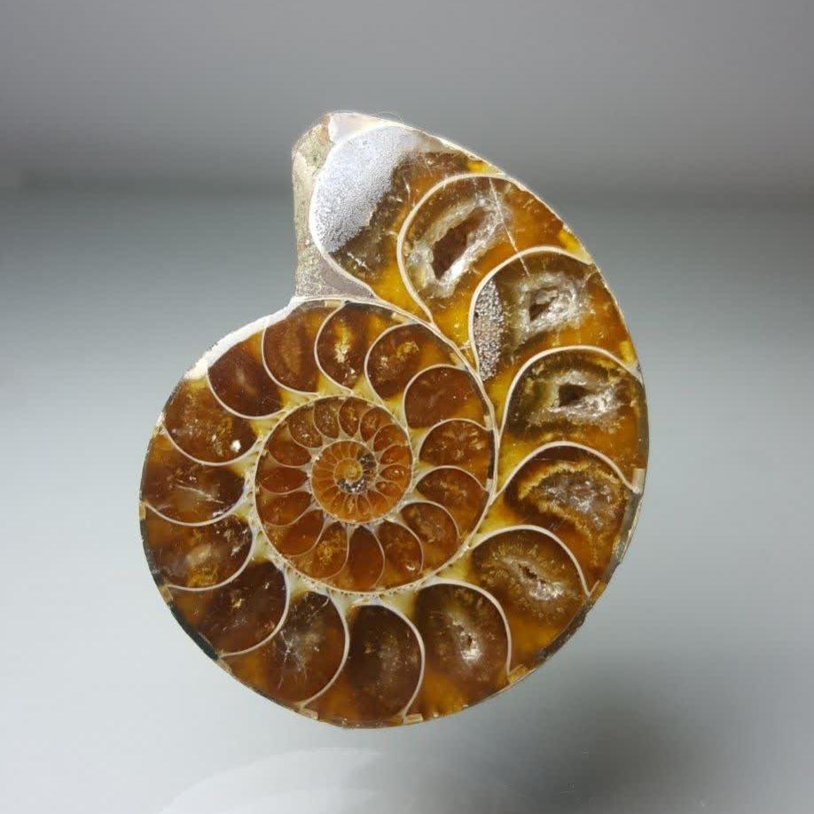 آمونیت طبیعی (Ammonite x.2)