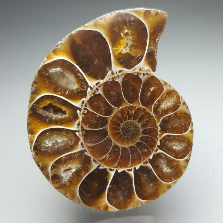 آمونیت طبیعی (Ammonite code 2)
