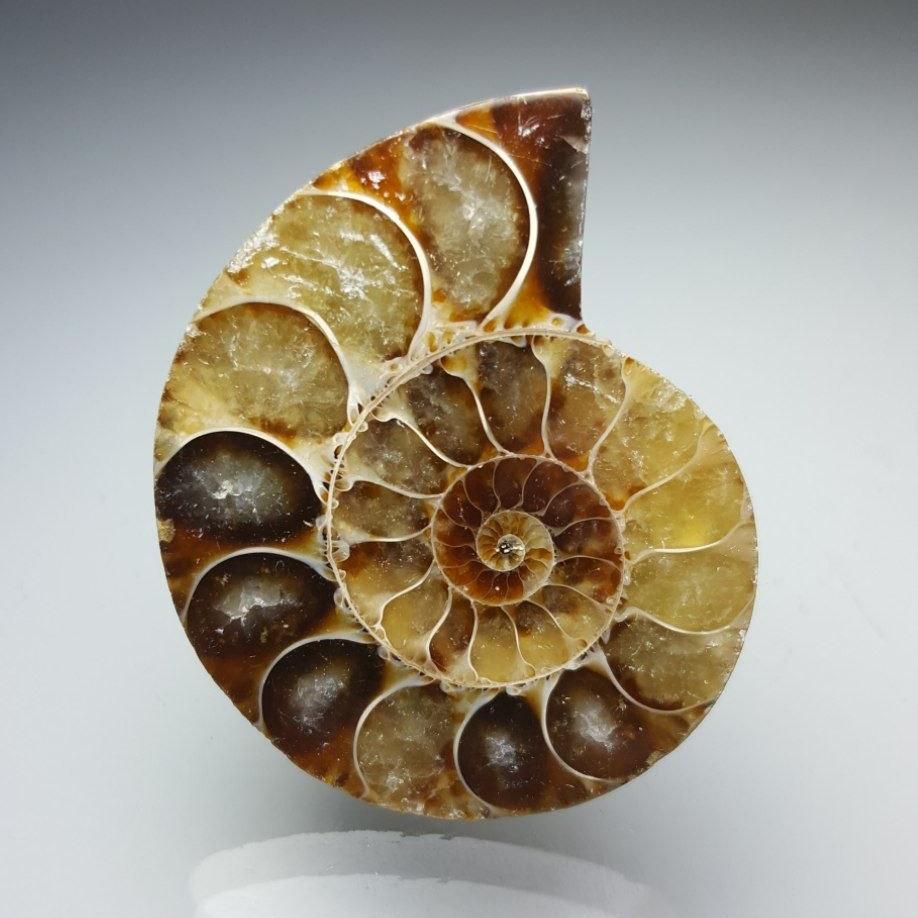 آمونیت طبیعی (Ammonite code 1)