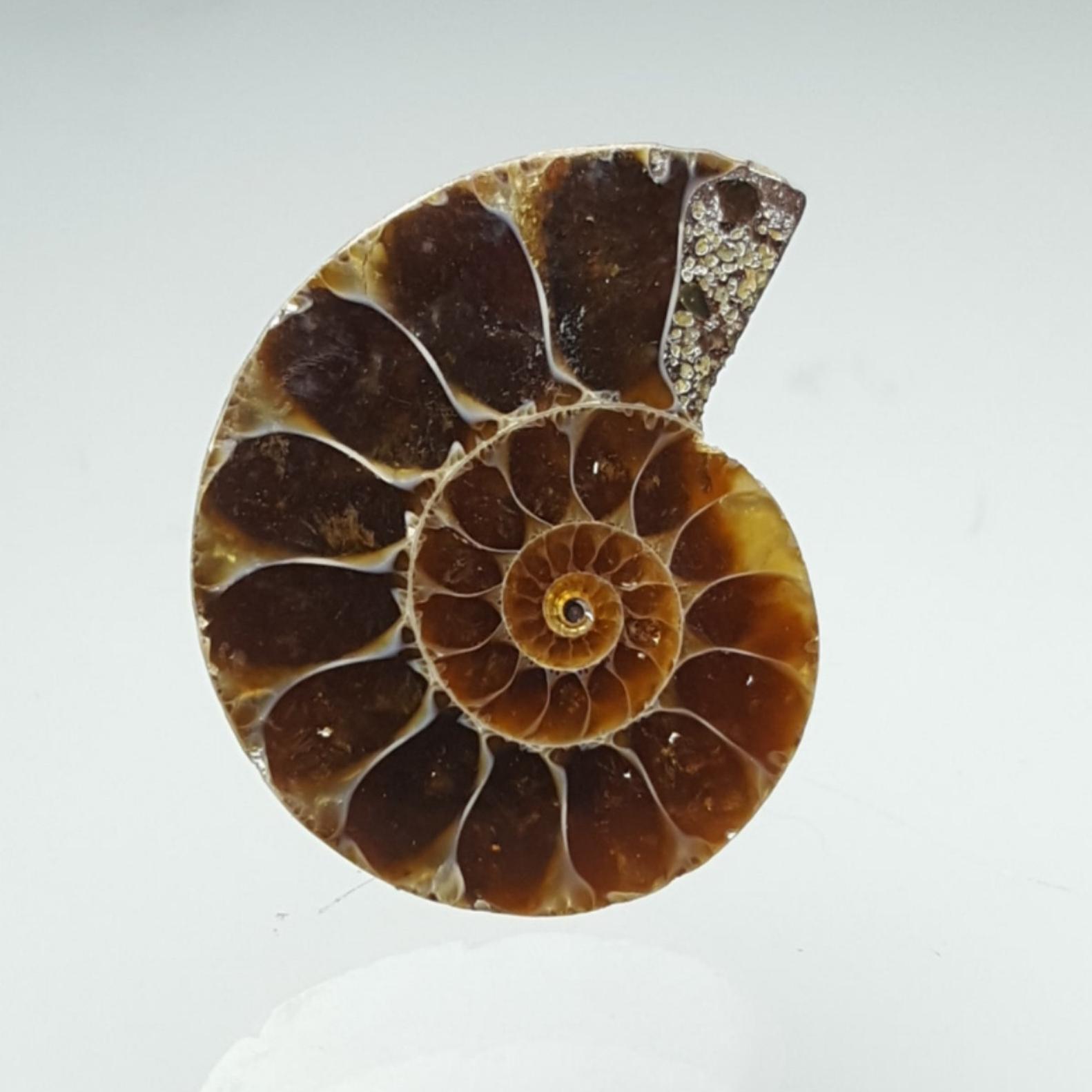 آمونیت (Ammonite code 19)