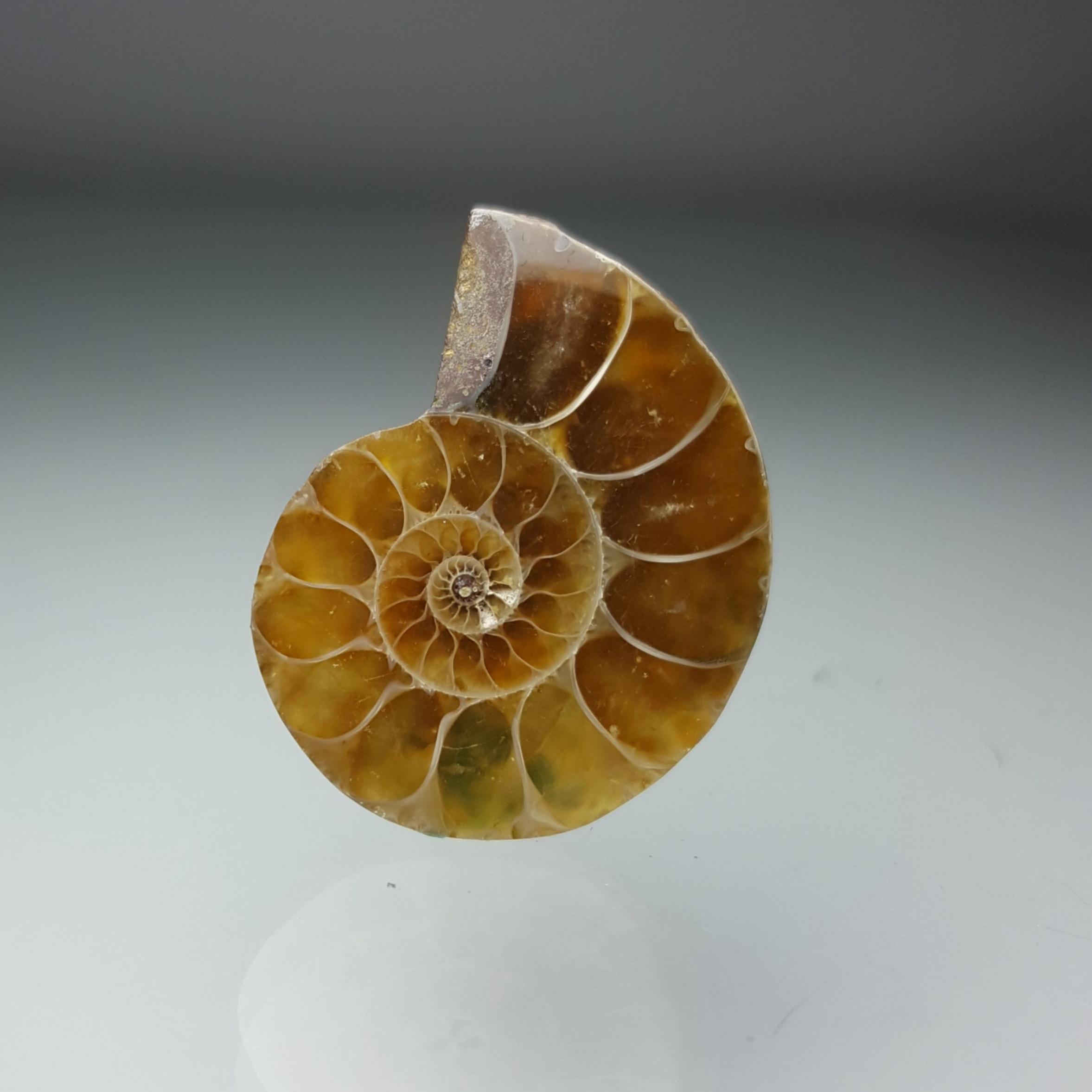 آمونیت (Ammonite code 18)