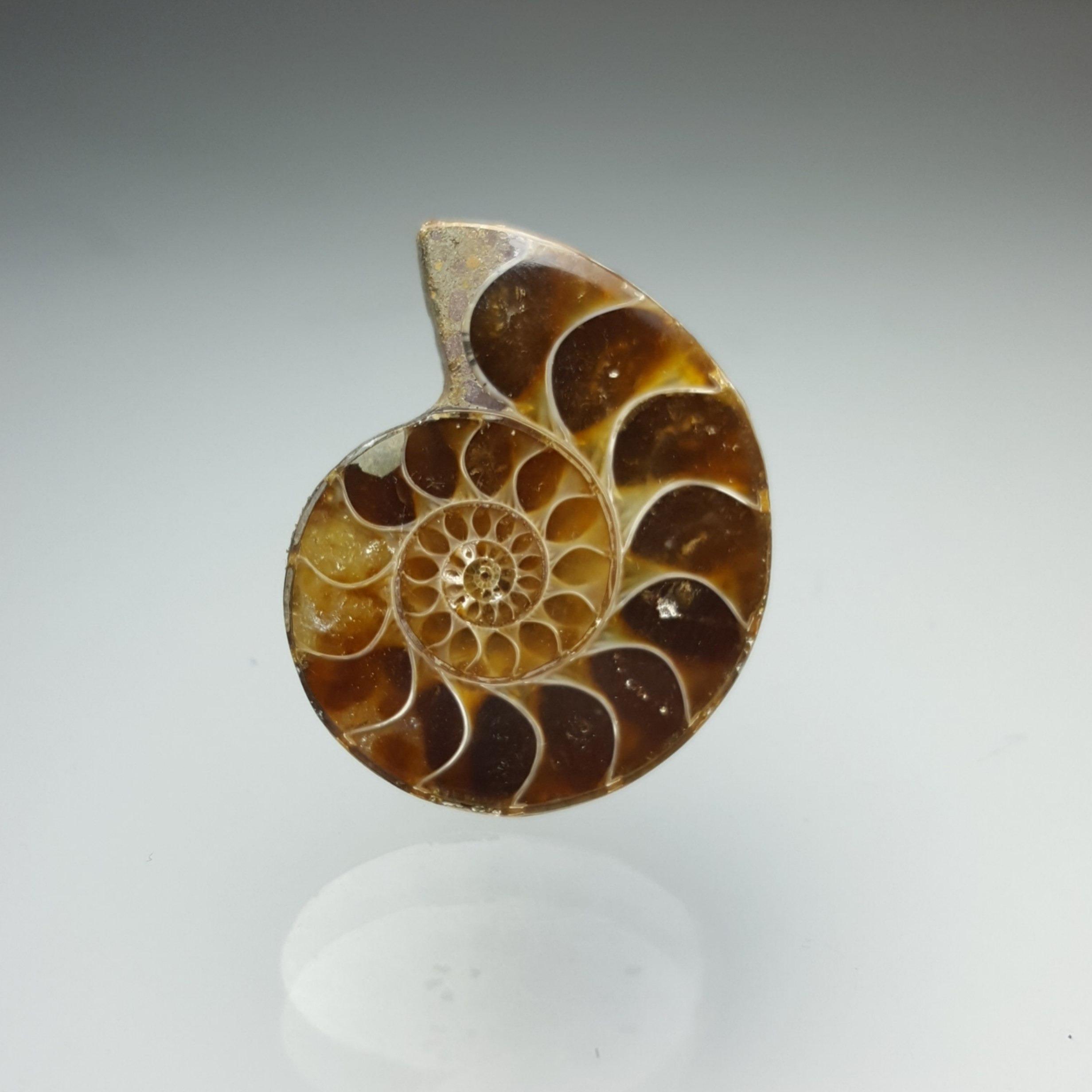 آمونیت (Ammonite code 16)