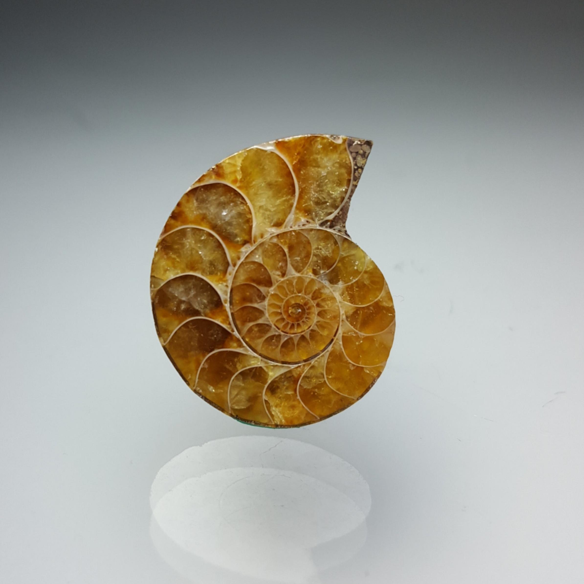 آمونیت (Ammonite code 15)