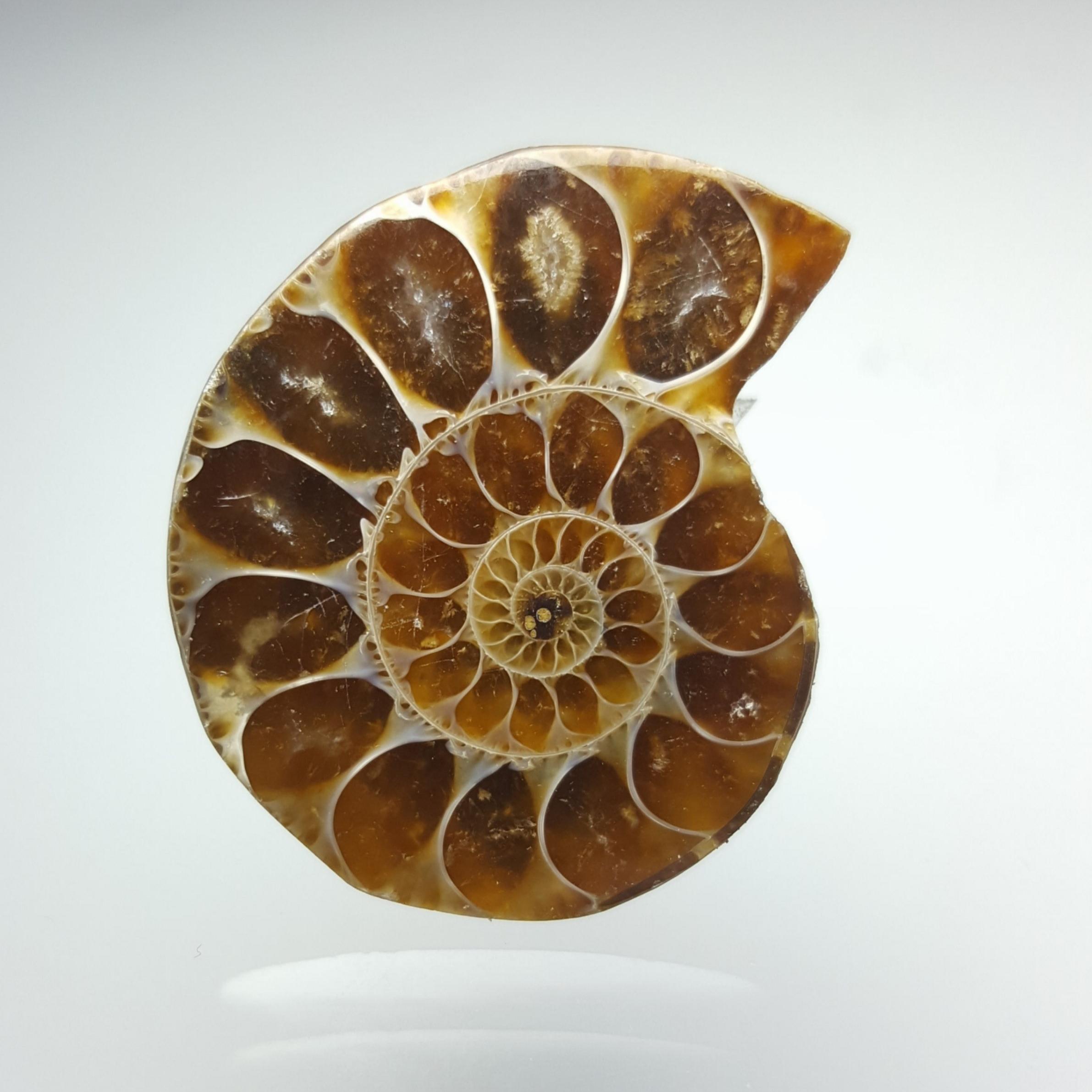 آمونیت (Ammonite code 14)