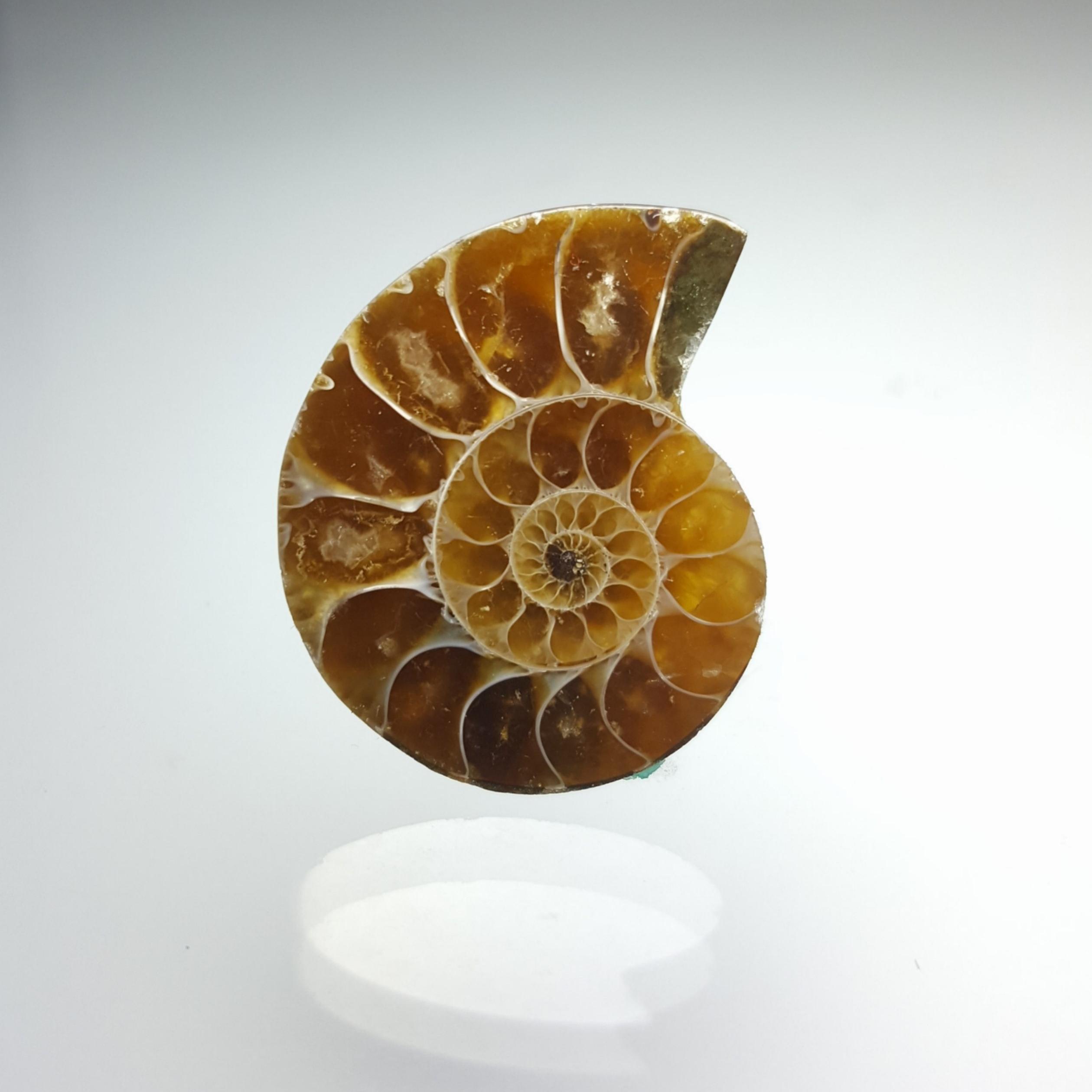 آمونیت (Ammonite code 12)