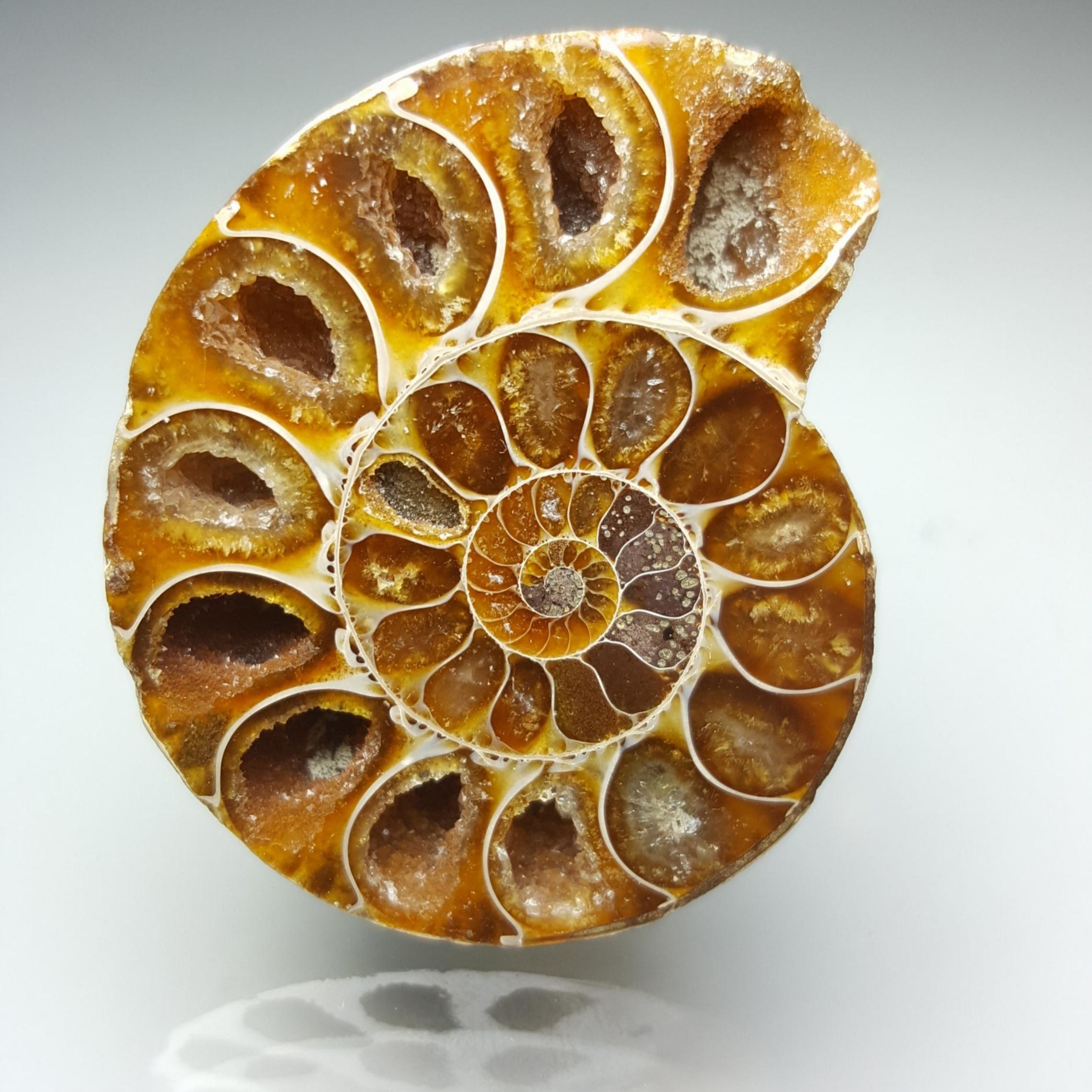 آمونیت (Ammonite code 10)