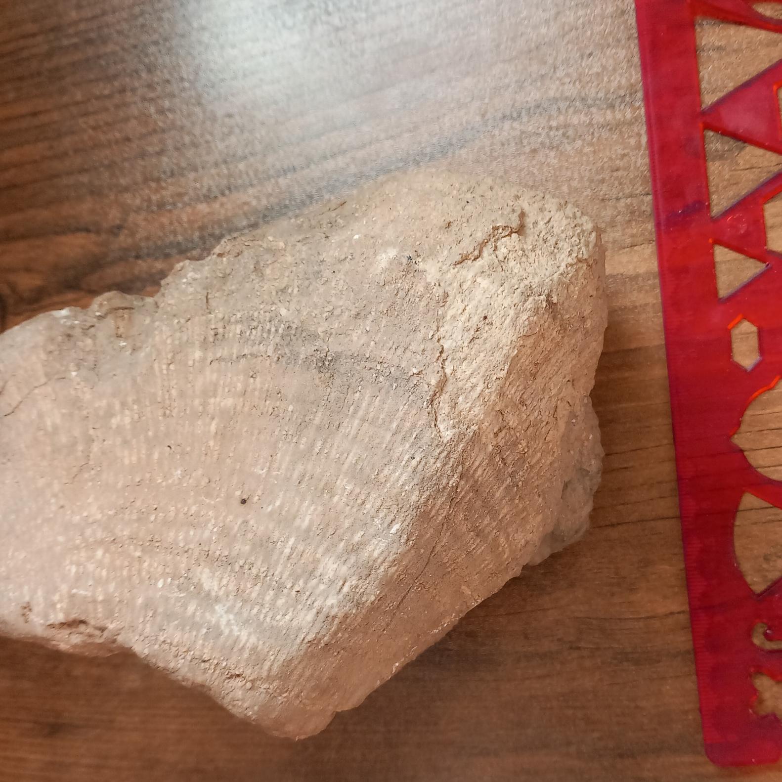 فسیل تنه درخت