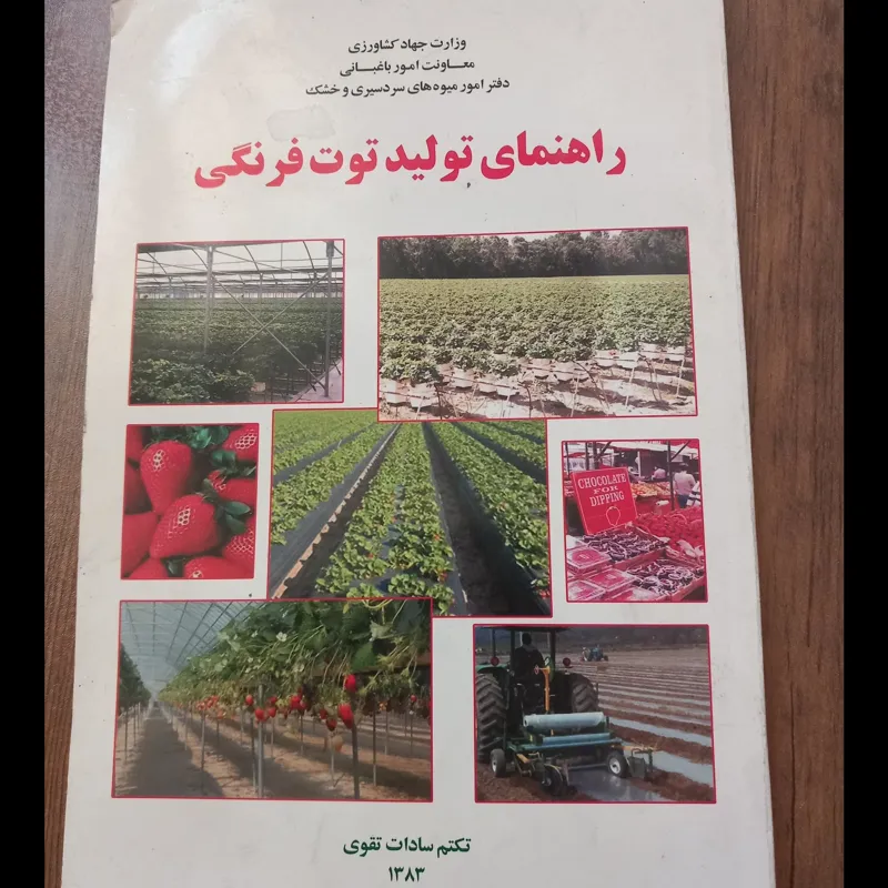 راهنمی تولید توت فرنگی