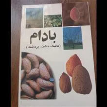 بادام
