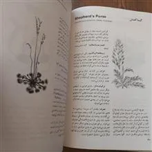 گیاهان