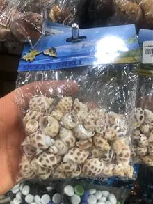 صدف
