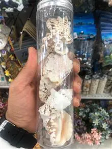 صدف