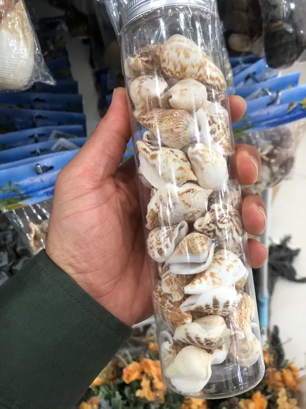 صدف کلکسیونی تزیینی و یکدست
