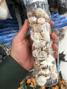 صدف