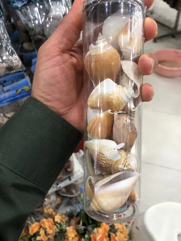صدف کلکسیونی و تزیینی یکدست
