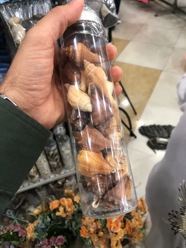 صدف کلکسیونی و تزیینی یکدست