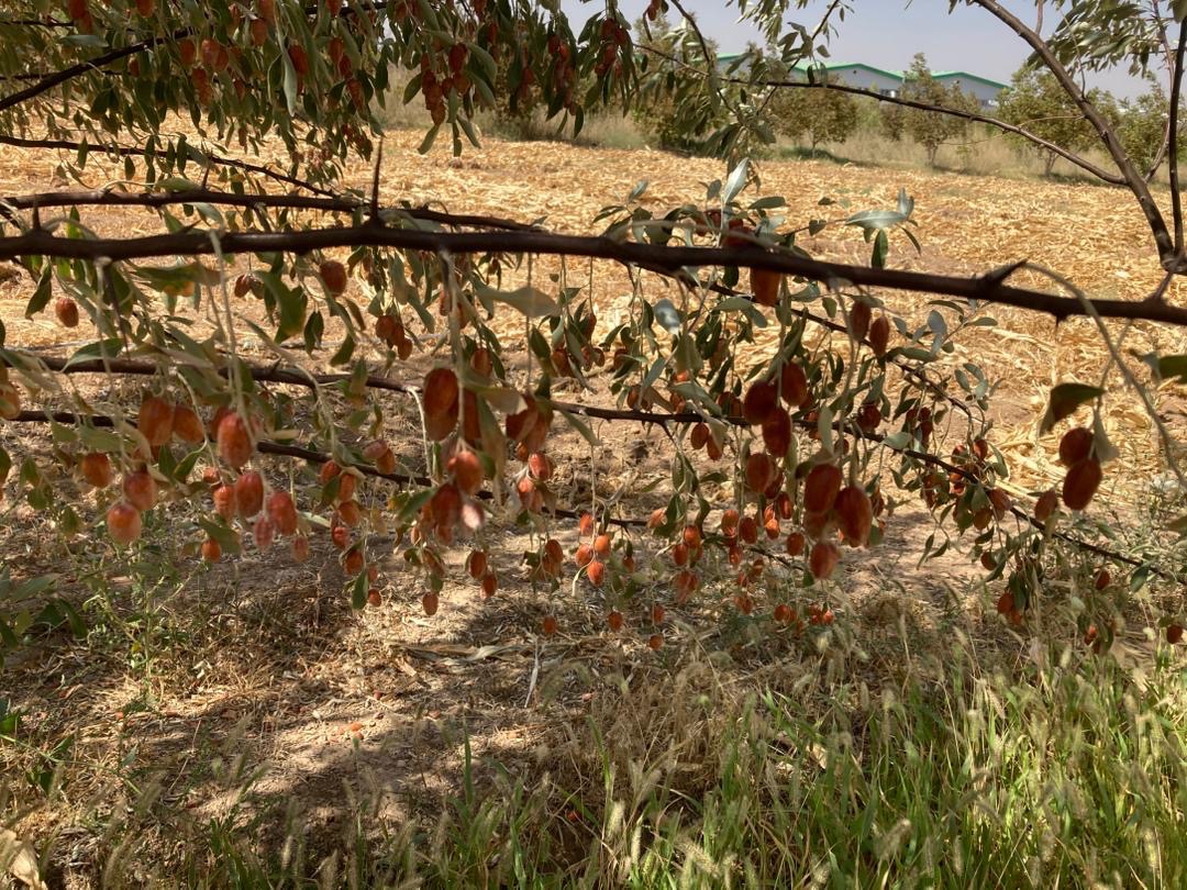 سنجد تازه و ارگانیگ