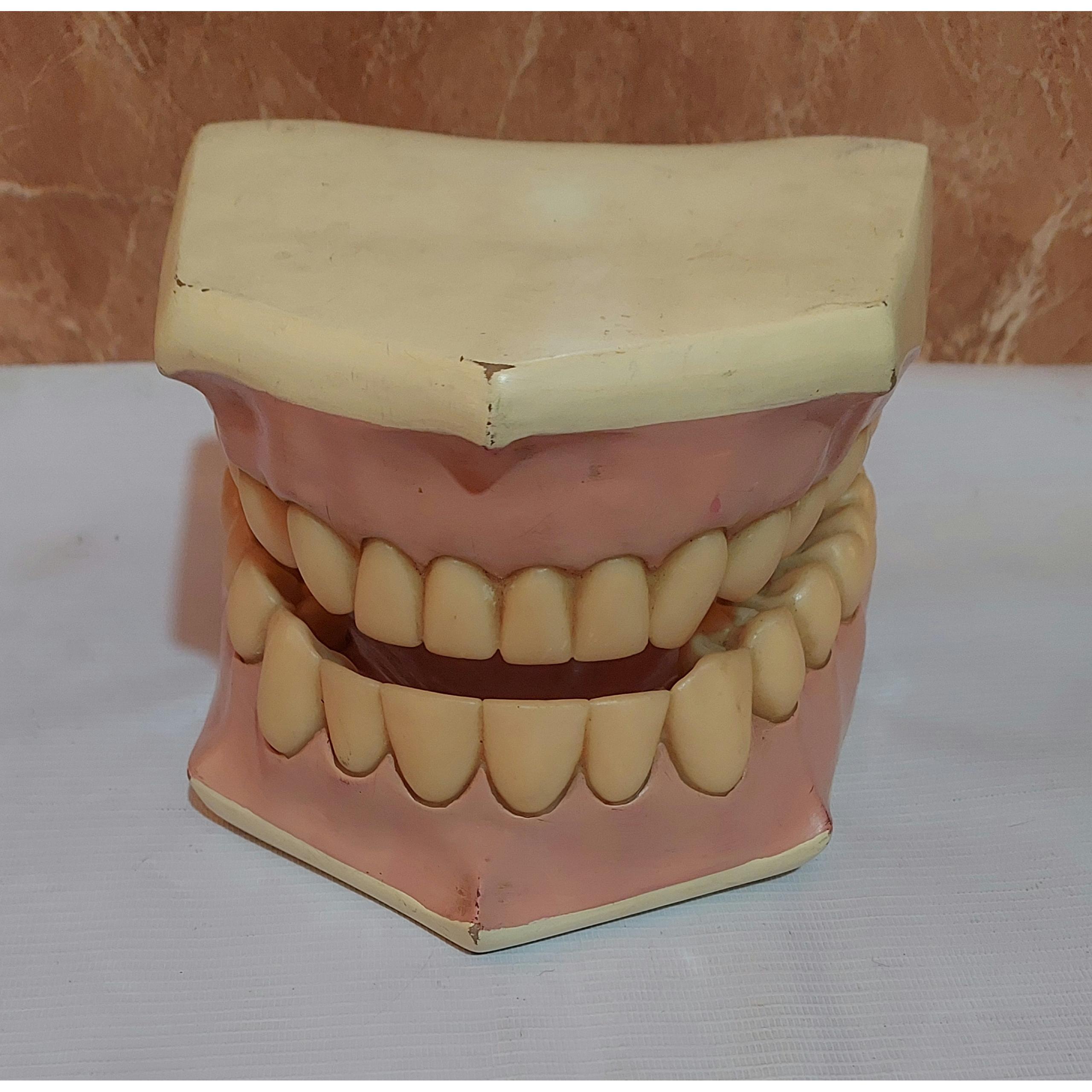 ماکت آموزشی دندان و لثه