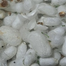 ضایعات