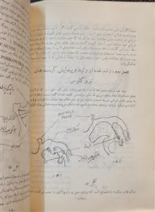 جنین