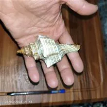صدف