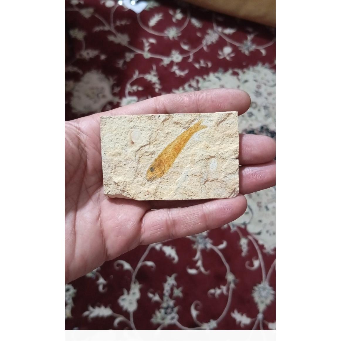 فسیل مربع ماهی