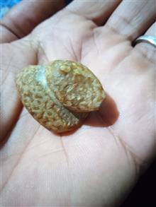مهره