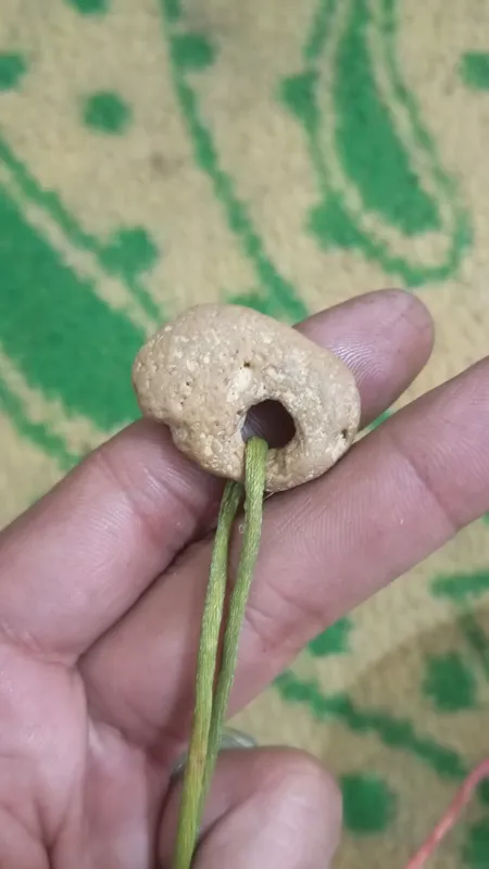 مهره کهنه معروف سنگ مرغ