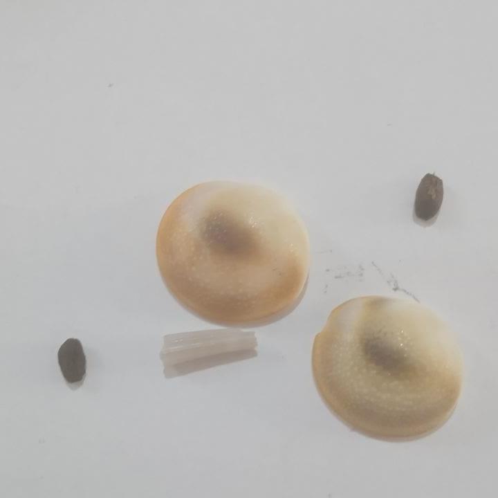 مهره مهر و محبت