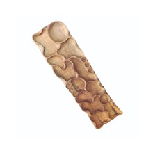 اردوخوری