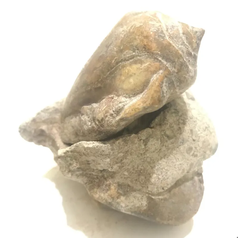 فسیل جفتی-سنگ قیمتی عقیق با ماتریس سنگ FOSSIL